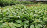八角茴香种植指南：如何选择适合的种植地点？